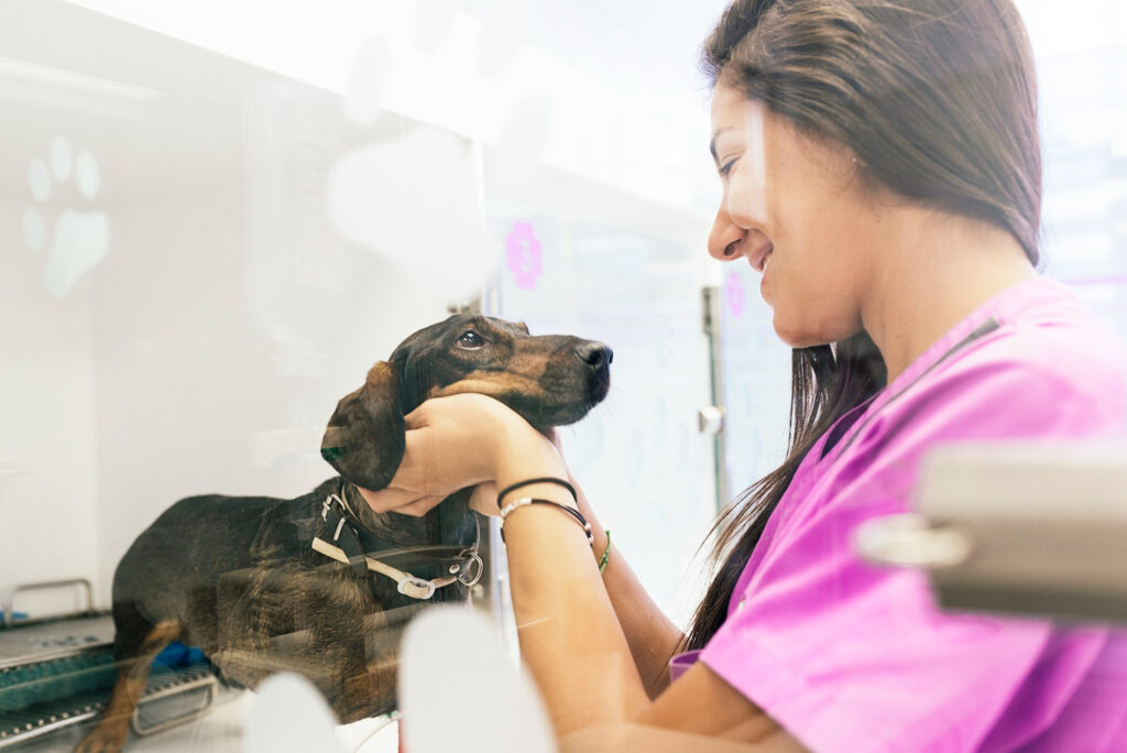 Três Localizações, Um só coração: Seu hospital Veterinário de confiança há 30 anos