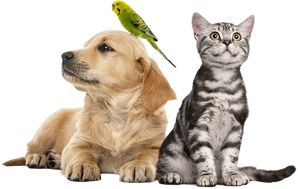 Três Localizações, Um só coração: Seu hospital Veterinário de confiança há 30 anos
