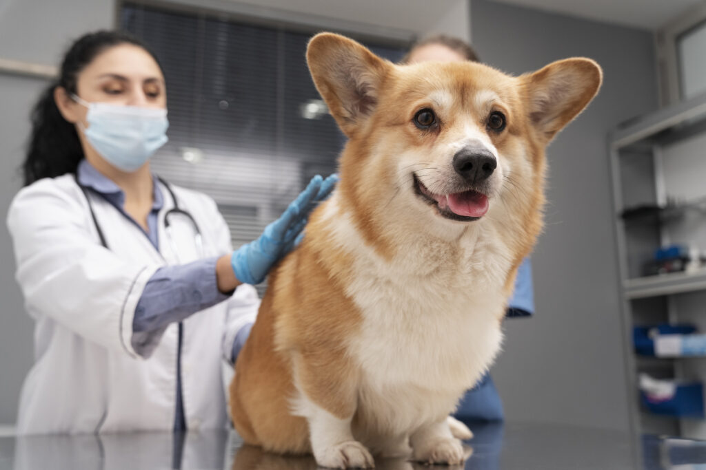 Três Localizações, Um só coração: Seu hospital Veterinário de confiança há 30 anos