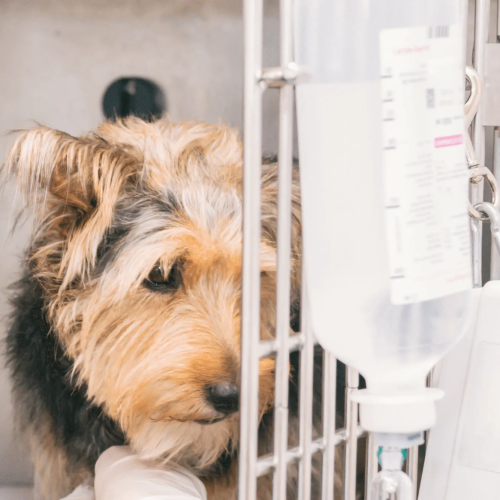 SINAIS DE QUE O SEU CÃO NÃO ESTÁ BEM…