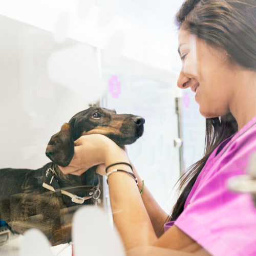 Três Localizações, Um só coração: Seu hospital Veterinário de confiança há 30 anos