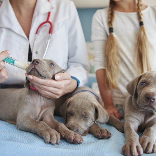 Vet giving milk to the puppies